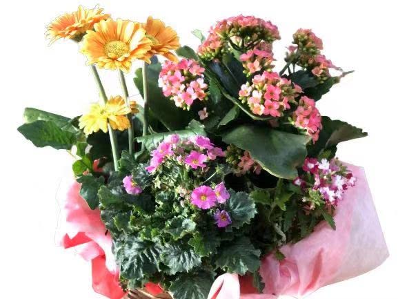 Amazon｜PURIZA 季節の鉢植え 寄せ植え 寄せ鉢 鉢花をかごにおまかせ
